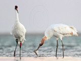 _MG_9247 Whooping Crane.jpg