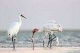 _MG_9439 Whooping Crane.jpg