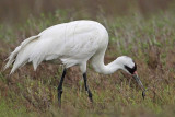 _MG_2605 Whooping Crane - Scarbaby.jpg