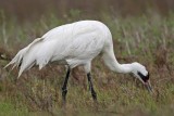 _MG_2608 Whooping Crane - Scarbaby.jpg