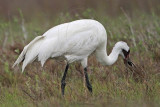 _MG_2617 Whooping Crane - Scarbaby.jpg