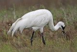 _MG_2618 Whooping Crane - Scarbaby.jpg