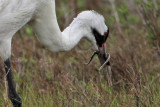_MG_2618crop Whooping Crane - Scarbaby.jpg