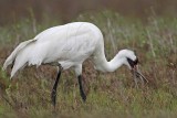 _MG_2630 Whooping Crane - Scarbaby.jpg