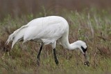 _MG_2643 Whooping Crane - Scarbaby.jpg