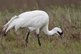 _MG_2650 Whooping Crane - Scarbaby.jpg