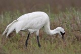 _MG_2665 Whooping Crane - Scarbaby.jpg