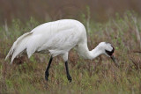 _MG_2667 Whooping Crane - Scarbaby.jpg