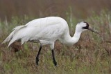 _MG_2669 Whooping Crane - Scarbaby.jpg