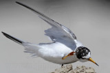 _MG_4221 Least Tern.jpg