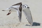 _MG_3537 Little Gull.jpg