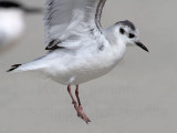 _MG_5484 Little Gull.jpg