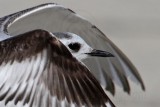 _MG_6129crop Little Gull.jpg