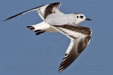 _MG_6162 Little Gull.jpg