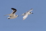 _MG_6226 Little Gull & Forsters Tern.jpg