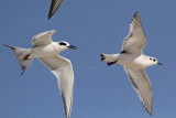 _MG_6236 Little Gull & Forsters Tern.jpg