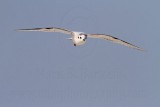 _MG_6248 Little Gull.jpg