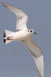_MG_6252 Little Gull.jpg