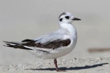 _MG_6313 Little Gull.jpg