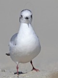 _MG_6569 Little Gull.jpg