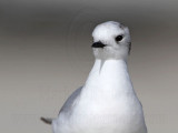 _MG_6802 Little Gull.jpg
