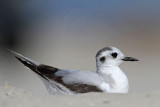 _MG_6837 Little Gull.jpg