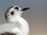 _MG_6939 Little Gull.jpg