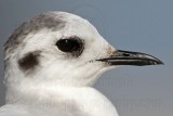 _MG_7003 Little Gull.jpg