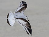 _MG_7062 Little Gull.jpg