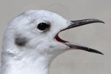 _MG_5161 Bonapartes Gull.jpg
