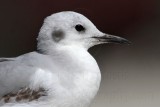 _MG_5289 Bonapartes Gull.jpg