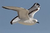 _MG_7024 Bonapartes Gull.jpg