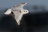_MG_7074 Bonapartes Gull.jpg