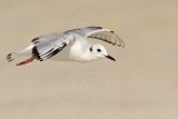 _MG_7079 Bonapartes Gull.jpg