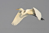 _MG_7667 Great Egret.jpg