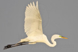 _MG_7749 Great Egret.jpg