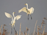 _MG_7529 Great Egret.jpg
