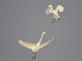 _MG_7533 Great Egret.jpg