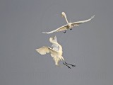 Great Egret – Fight #2 - March 20, 2011