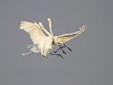 _MG_7538 Great Egret.jpg