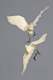 _MG_7540 Great Egret.jpg