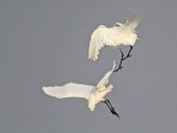 _MG_7541 Great Egret.jpg