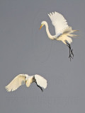 _MG_7542 Great Egret.jpg