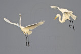 _MG_7545 Great Egret.jpg