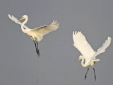 _MG_7547 Great Egret.jpg