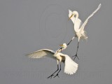 _MG_8938 Great Egret.jpg