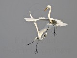 _MG_8939 Great Egret.jpg