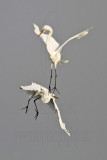 _MG_8940 Great Egret.jpg