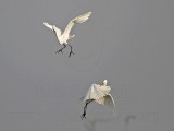 _MG_8942 Great Egret.jpg