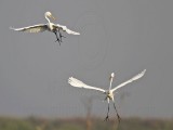 _MG_8943 Great Egret.jpg